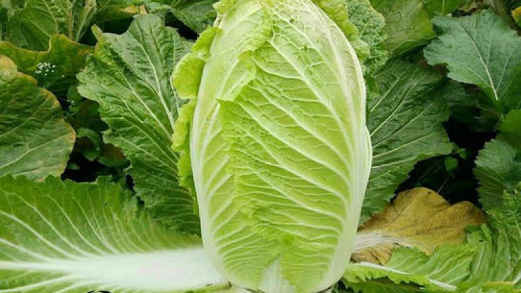 【家庭教育】哲理故事：划地自限