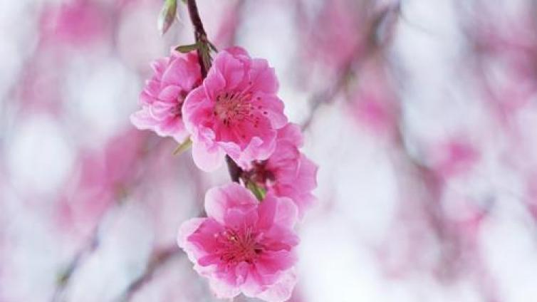 【家庭教育】国学：诗品（梁 钟嵘）