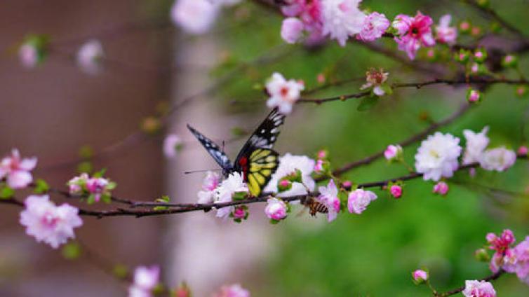 【最智慧家庭教育】一个专科生，有没有资格拥有未来女博士的爱情？